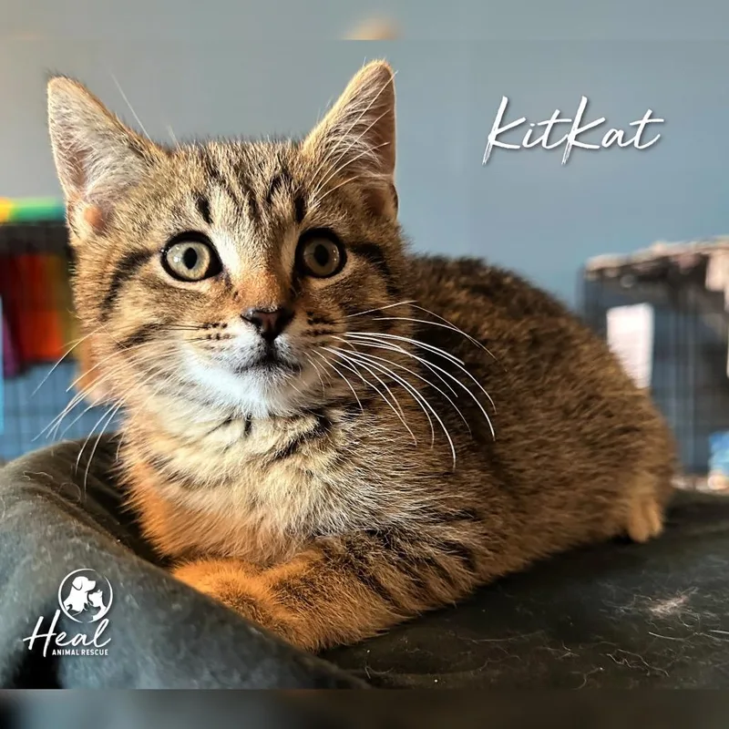 A baby small-sized male Brown / Chocolate Domestic Short Hair cat named KitKat for adoption in Youngwood, PA