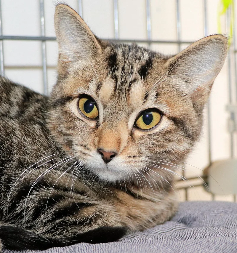 A baby medium-sized female Tabby (Brown / Chocolate) Domestic Short Hair cat named Milkshake for adoption in Cincinnati, OH