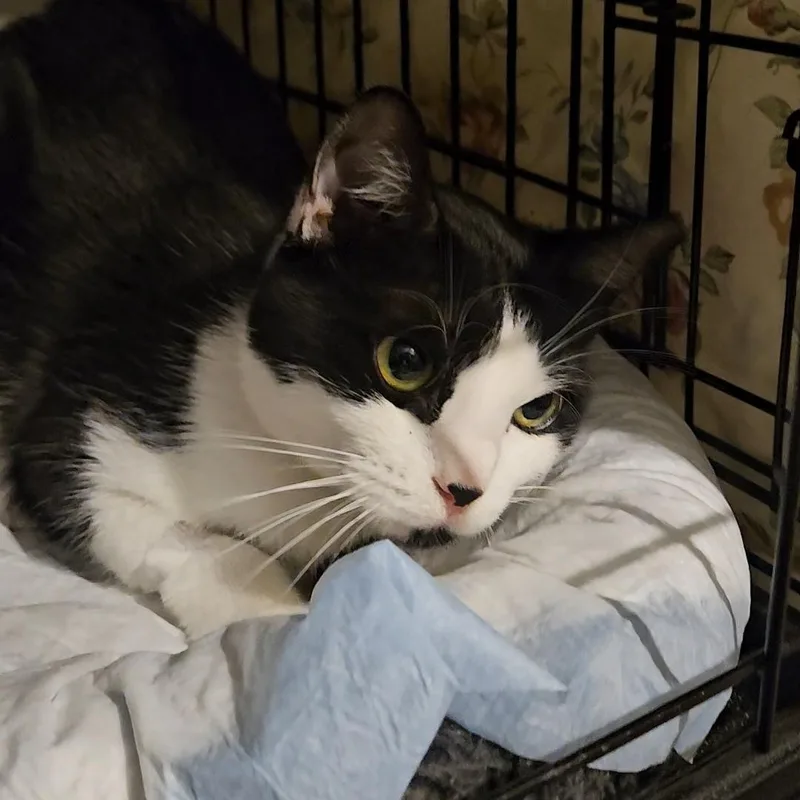A young medium-sized female Black Domestic Short Hair cat named Zuma N. A for adoption in New York, NY
