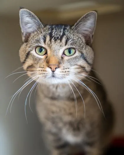 An adult medium-sized male Domestic Short Hair cat named Rhett for adoption in Pequot Lakes, MN