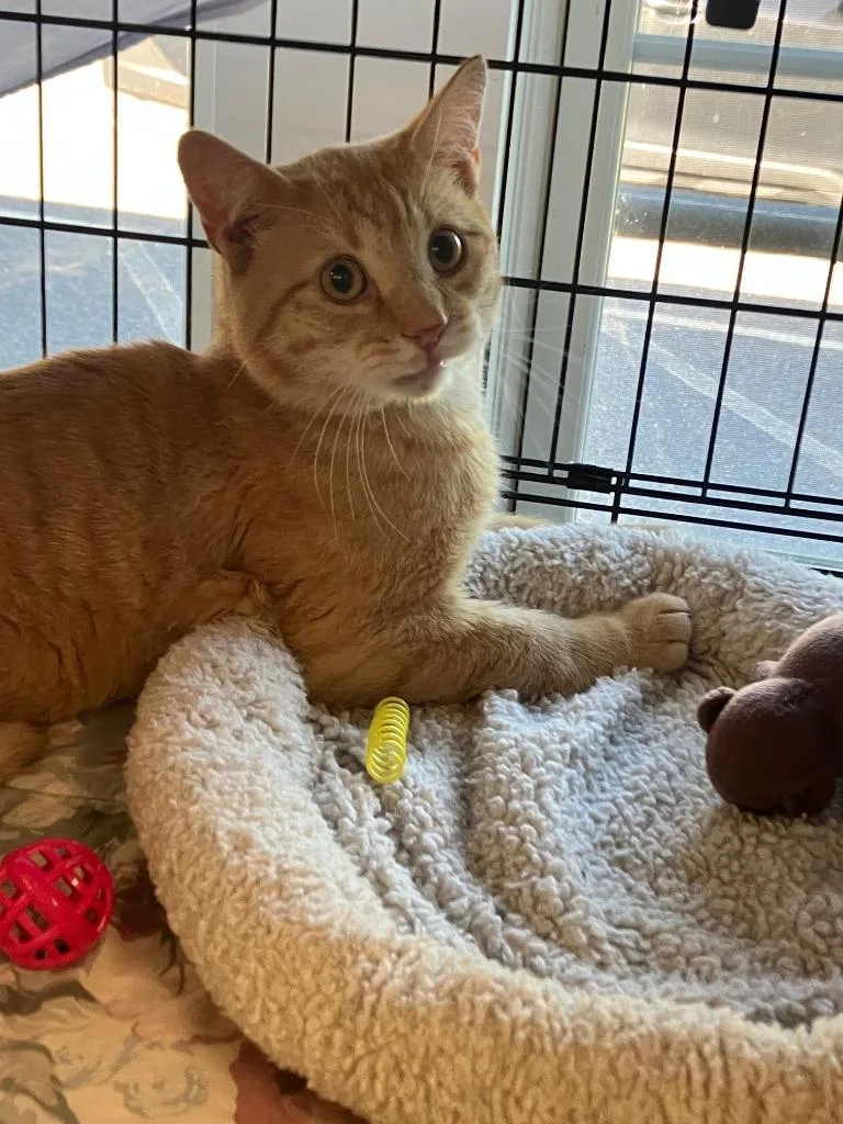 A baby medium-sized male Domestic Short Hair cat named Sampson for adoption in Lunenburg, MA