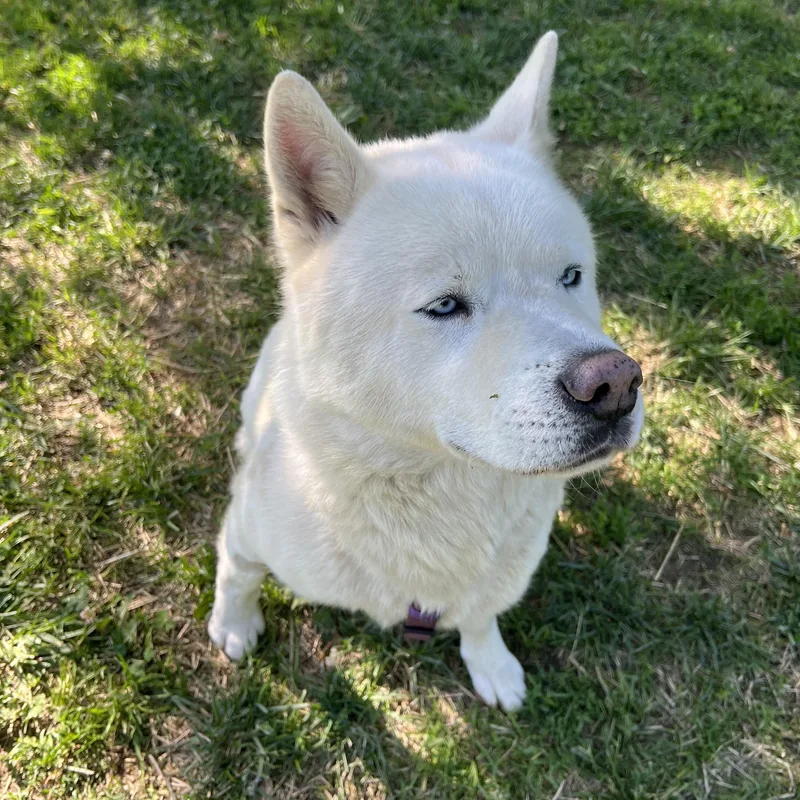 An adult large-sized male White / Cream Husky dog named Romeo for adoption in East Flat Rock, NC