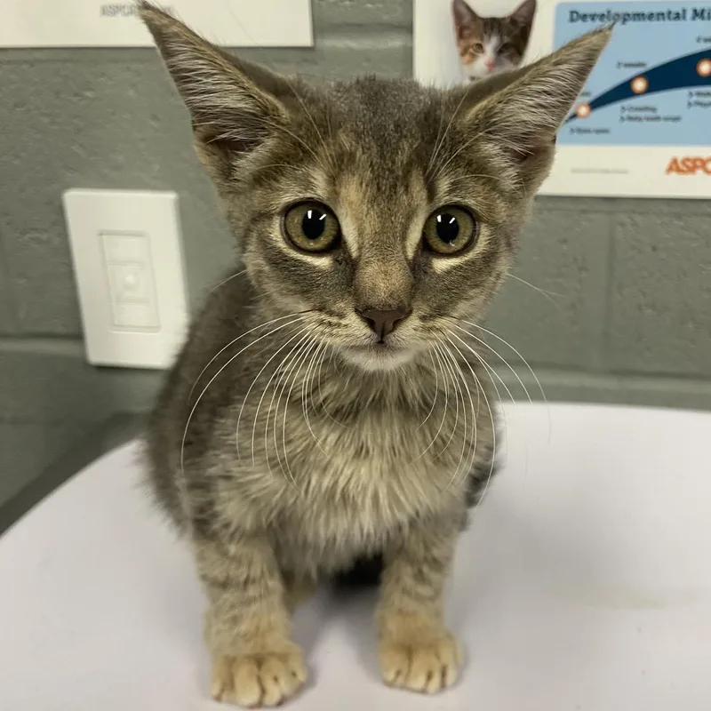 A baby small-sized female Domestic Short Hair cat named Sophie for adoption in Allentown, PA