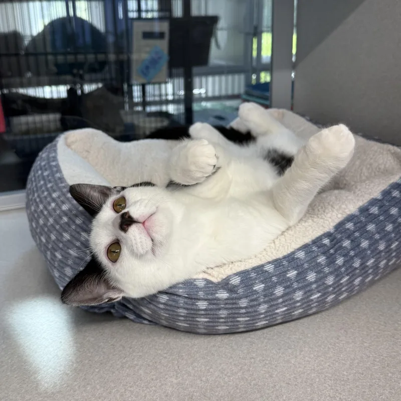A young medium-sized male Domestic Short Hair cat named Nolan for adoption in West Milford, NJ