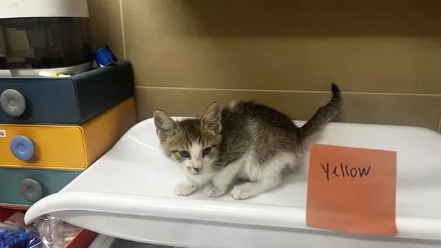 A baby small-sized male Domestic Short Hair cat named Munster Cheeser for adoption in Grand Prairie, TX
