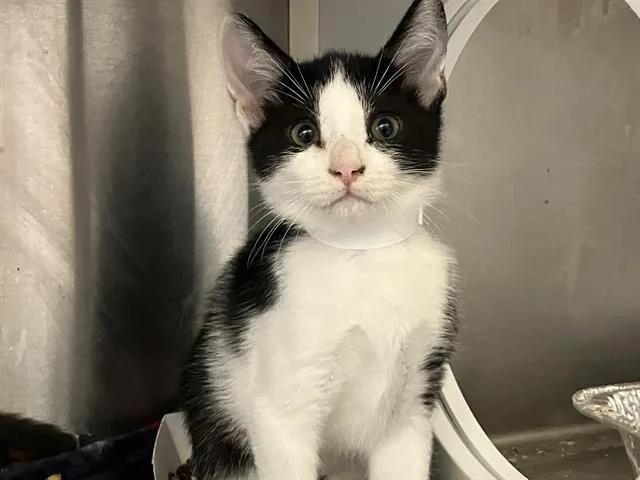 A baby small-sized female Domestic Short Hair cat named Dazzle for adoption in Tustin, CA