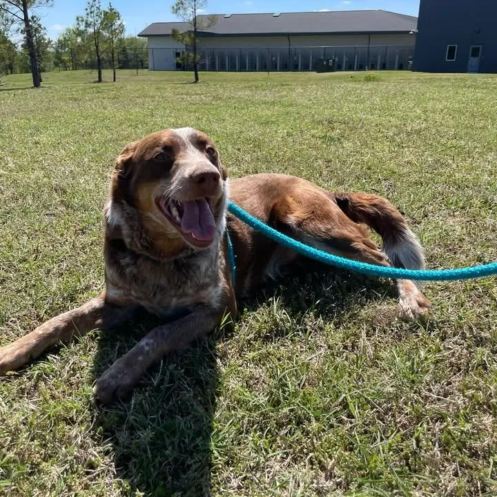 A young medium-sized male Australian Cattle Dog / Blue Heeler dog named Sloan for adoption in Springdale, AR