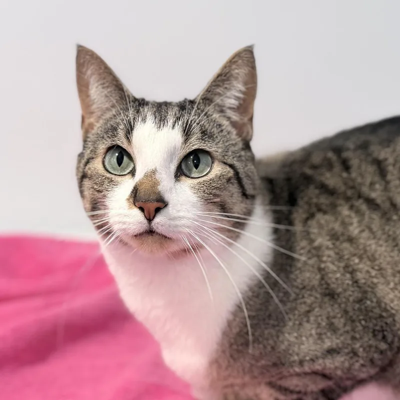 An adult large-sized female Brown / Chocolate Domestic Short Hair cat named Vionnet for adoption in Springfield, OR
