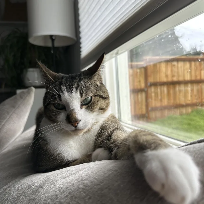 Vionnet thumbnail 5