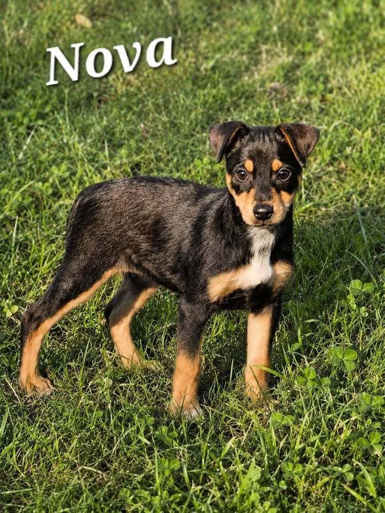 A baby medium-sized female Brown / Chocolate Mixed Breed dog named Nova for adoption in Dorr, MI