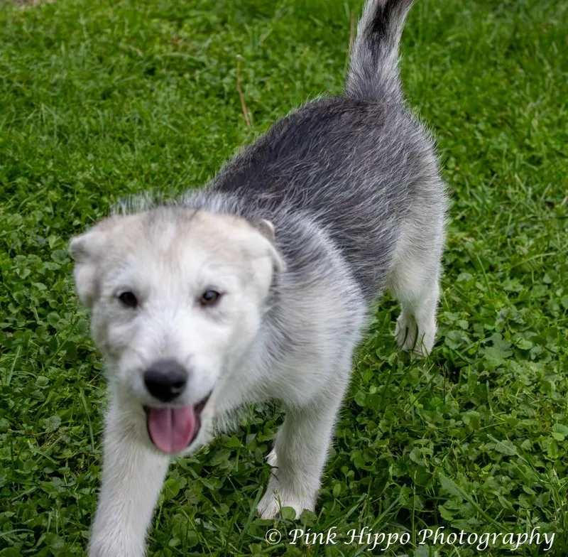 A baby medium-sized female Husky dog named Kammi for adoption in Kettering, OH