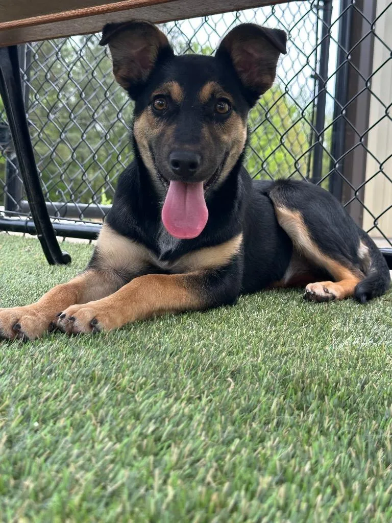 A baby small-sized female German Shepherd Dog dog named Jasmine for adoption in Lavonia, GA