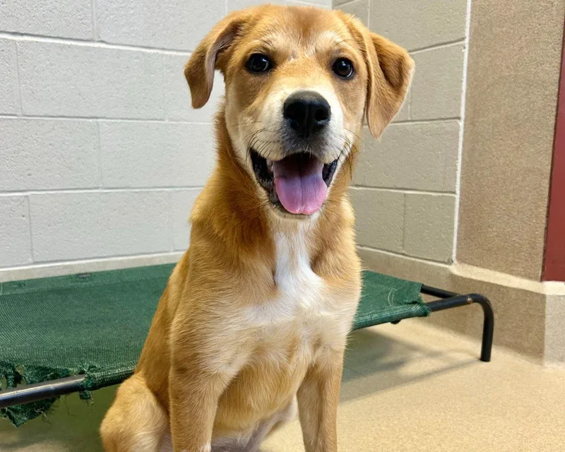 A baby small-sized female Golden Mixed Breed dog named Birdo for adoption in Raleigh, NC