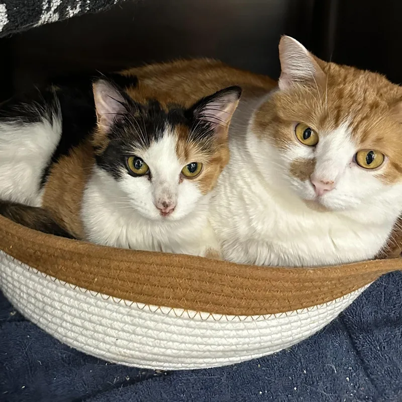 A young medium-sized male Orange & White Domestic Short Hair cat named Barbie & Ken for adoption in Waltham, MA