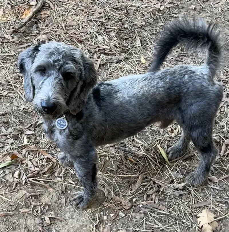 A young medium-sized male Bernedoodle dog named Harry  friendly  for adoption in oriskany, NY