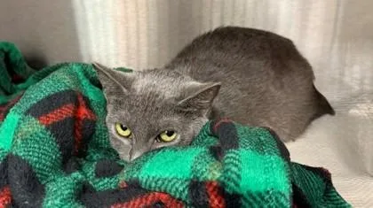 An adult small-sized male Gray / Blue / Silver Domestic Short Hair cat named Chicken for adoption in Atlanta, GA