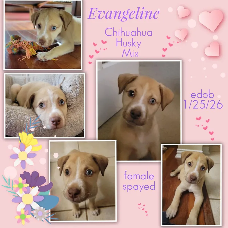 A baby small-sized female Yellow / Tan / Blond / Fawn Chihuahua dog named Evangeline Wat for adoption in Missouri City, TX