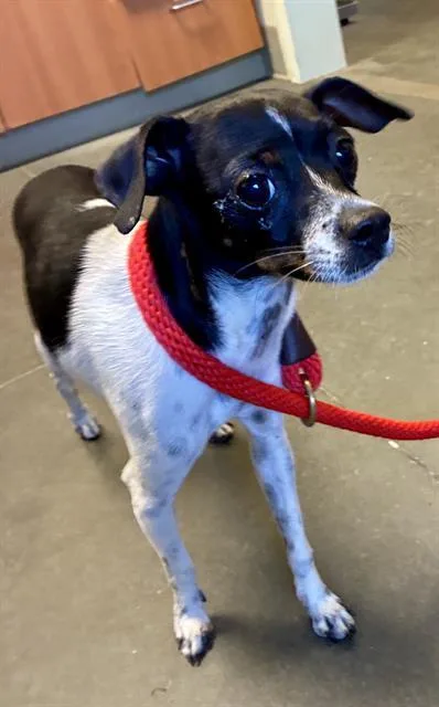 A young small-sized female Rat Terrier dog named Francine for adoption in Santa Cruz, CA