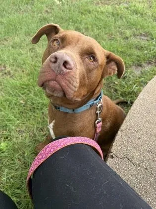 An adult large-sized male Brown / Chocolate Pit Bull Terrier dog named Idris for adoption in Kansas City, MO