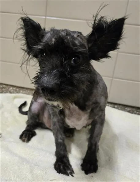 An adult small-sized male Skye Terrier dog named Bubbs for adoption in Clyde, NC