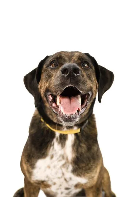 A senior large-sized male Labrador Retriever dog named Wrangler for adoption in North Miami Beach, FL