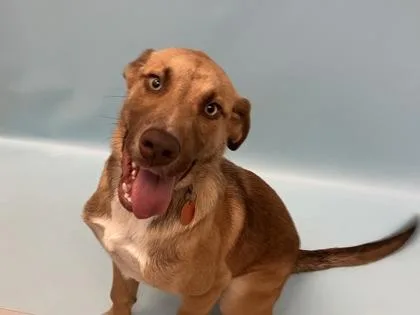 A baby large-sized male Labrador Retriever dog named Abe for adoption in Woodbury, MN