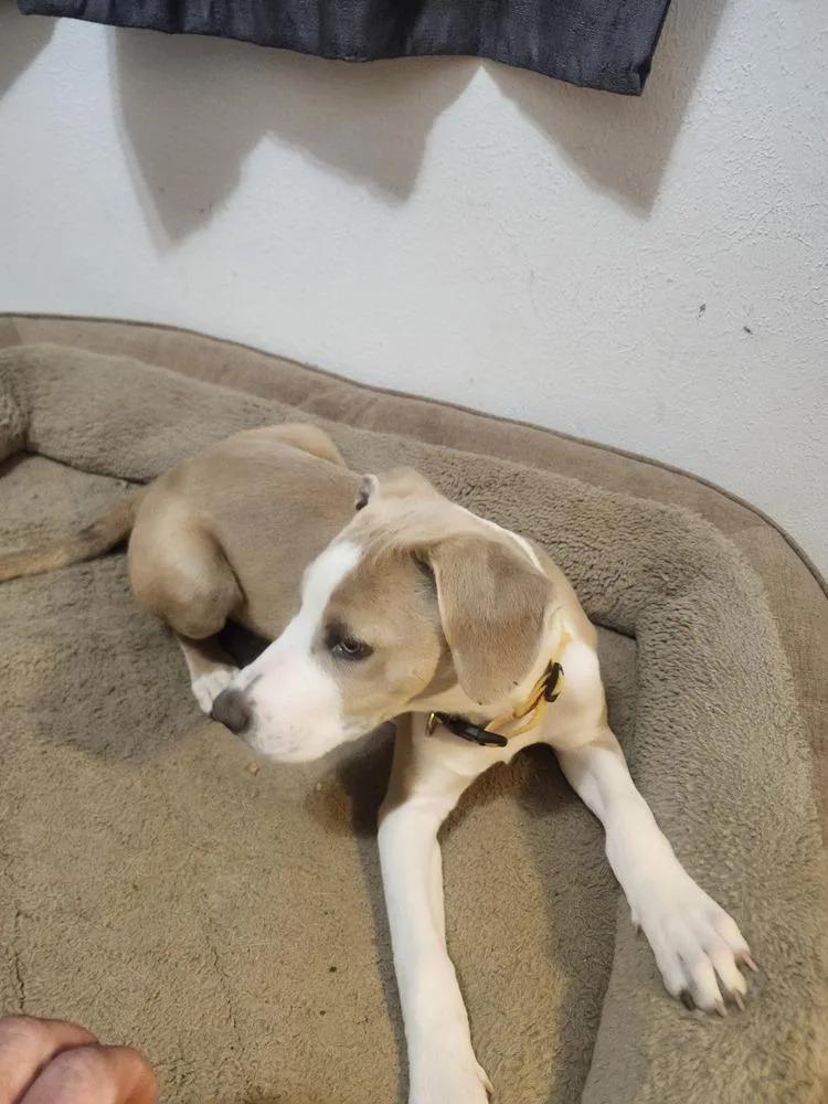 A baby medium-sized male Pit Bull Terrier dog named Joey for adoption in Thornton, CO