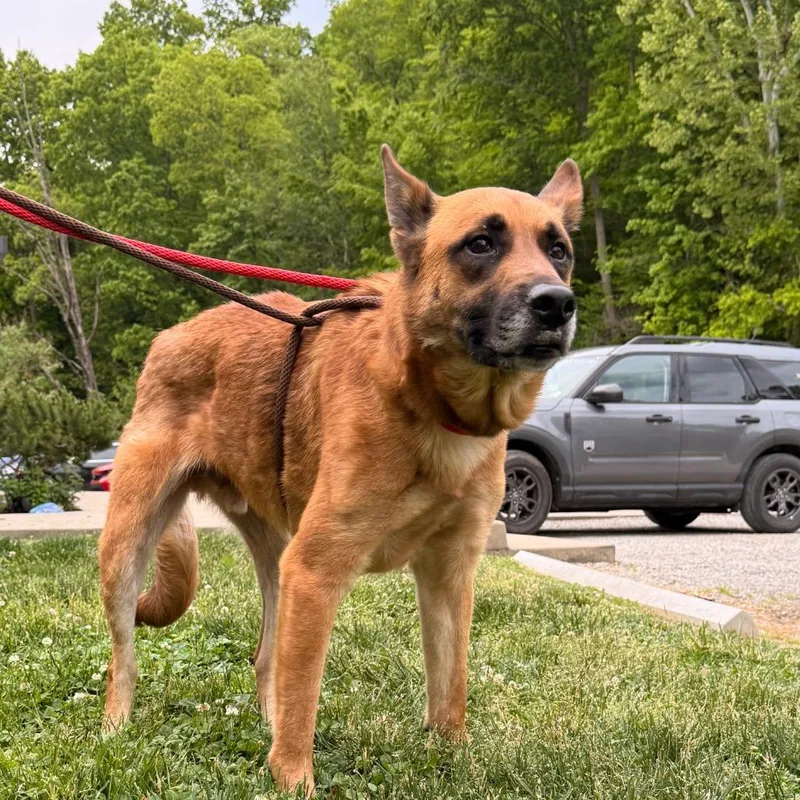 An adult large-sized male Yellow / Tan / Blond / Fawn Mixed Breed dog named Chief for adoption in Red House, WV