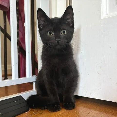 A baby small-sized male Domestic Short Hair cat named Anchovy for adoption in Gibsonia, PA