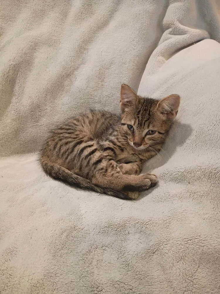 A baby small-sized male Gray / Blue / Silver Domestic Short Hair cat named Loaf for adoption in Metamora, IL