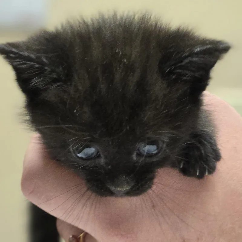 A baby small-sized female Black Domestic Short Hair cat named Bobbie for adoption in Wickenburg, AZ