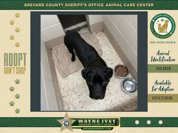 An adult large-sized male Mixed Breed dog named Ferdinand for adoption in Melbourne, FL