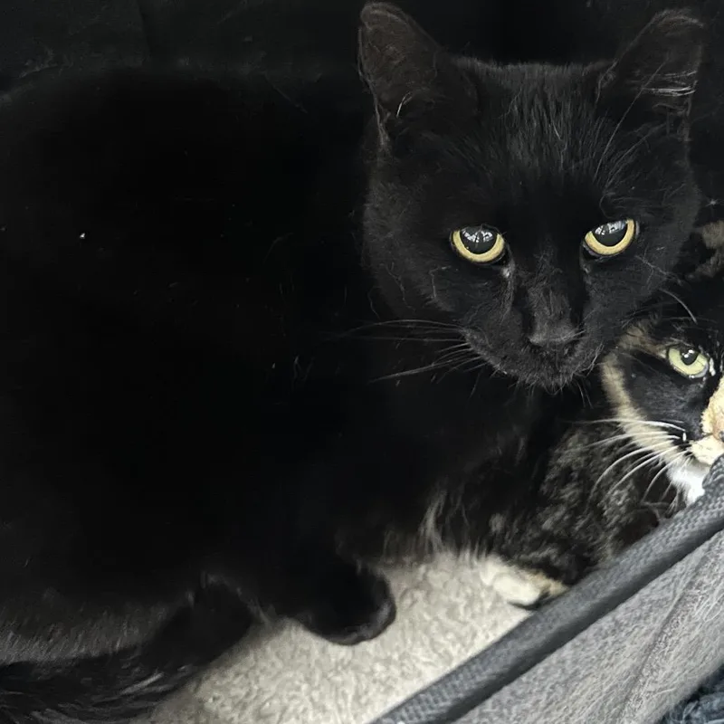 An adult small-sized female Black Bombay cat named Apple for adoption in Nokesville, VA