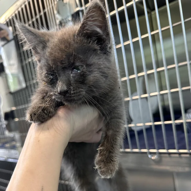 A baby small-sized male Gray / Blue / Silver Domestic Medium Hair cat named Karl for adoption in Greensboro, NC