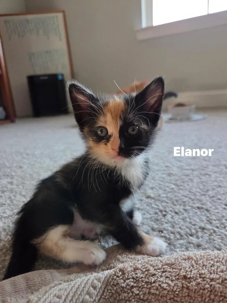 Elanor
