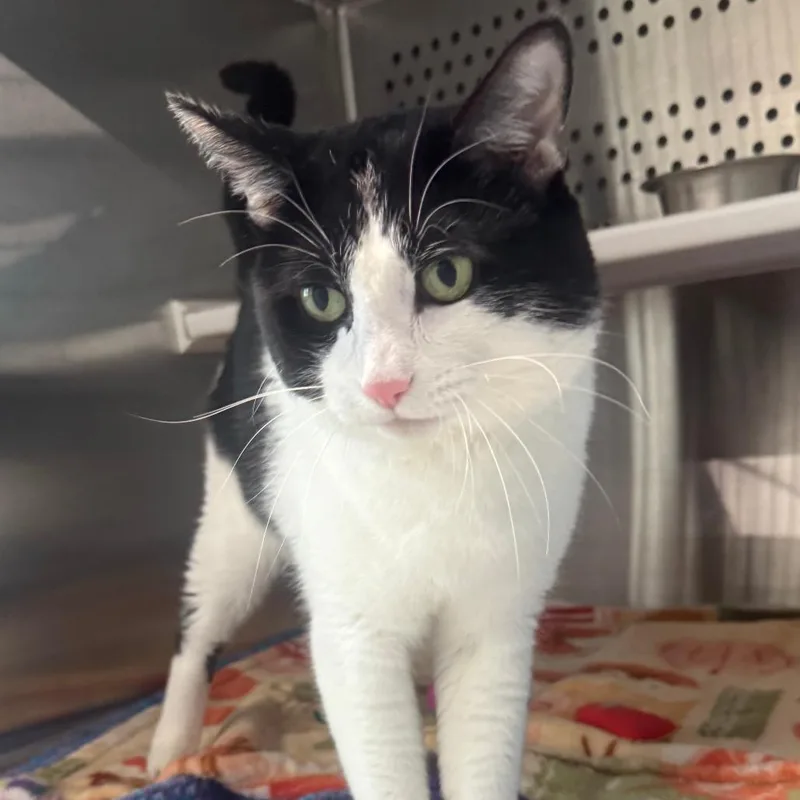 An adult large-sized male Black Domestic Short Hair cat named Rigoletto for adoption in Dearborn, MI