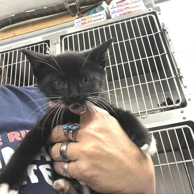 A baby small-sized male Black Domestic Short Hair cat named Eclipse for adoption in Idaho Falls, ID