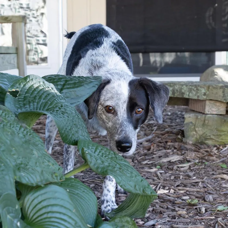 An adult medium-sized male Gray / Blue / Silver Cattle Dog dog named Samuel for adoption in McKean, PA