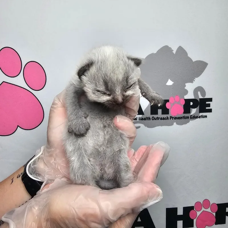A baby small-sized female Gray / Blue / Silver American Shorthair cat named Lyca for adoption in Milton, FL