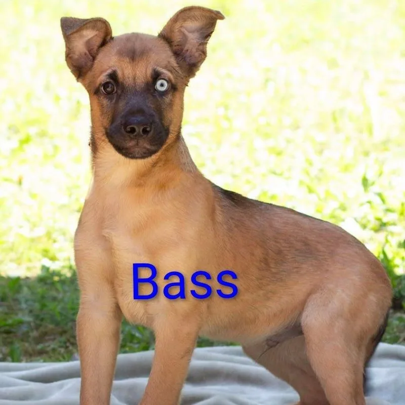 Bass