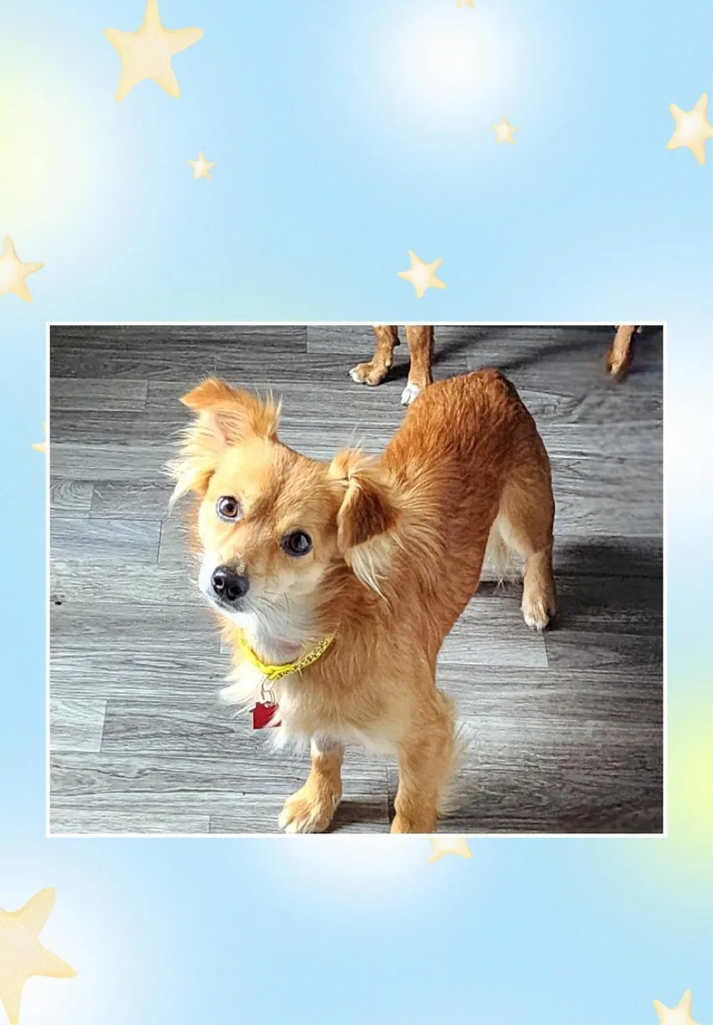 A young small-sized male Red / Chestnut / Orange Spaniel dog named Charlie for adoption in Lake Geneva, WI