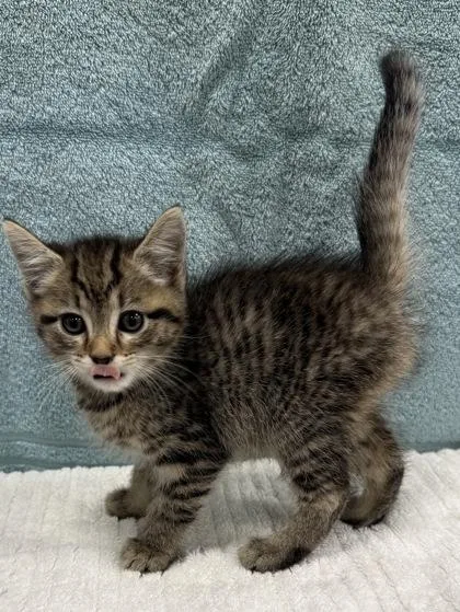 A baby small-sized male Domestic Short Hair cat named Cottontail for adoption in Wilkesboro, NC
