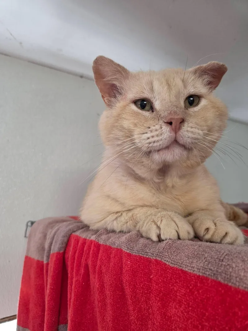 An adult medium-sized male Domestic Short Hair cat named Womp for adoption in Columbia, MO