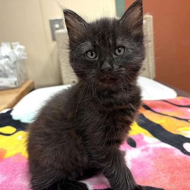 A baby small-sized male Domestic Long Hair cat named Xavier for adoption in Rancho Cucamonga, CA