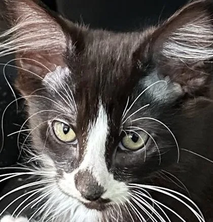 A baby small-sized male Black Domestic Medium Hair cat named Boots for adoption in Kansas City, MO