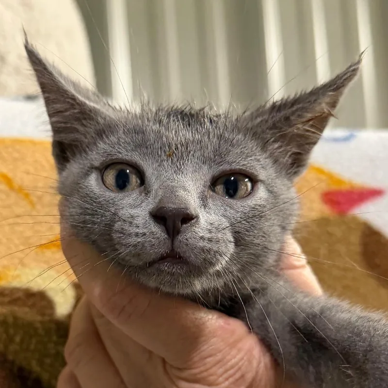 A baby small-sized male Gray / Blue / Silver Domestic Short Hair cat named Wiley for adoption in Blairsville, GA