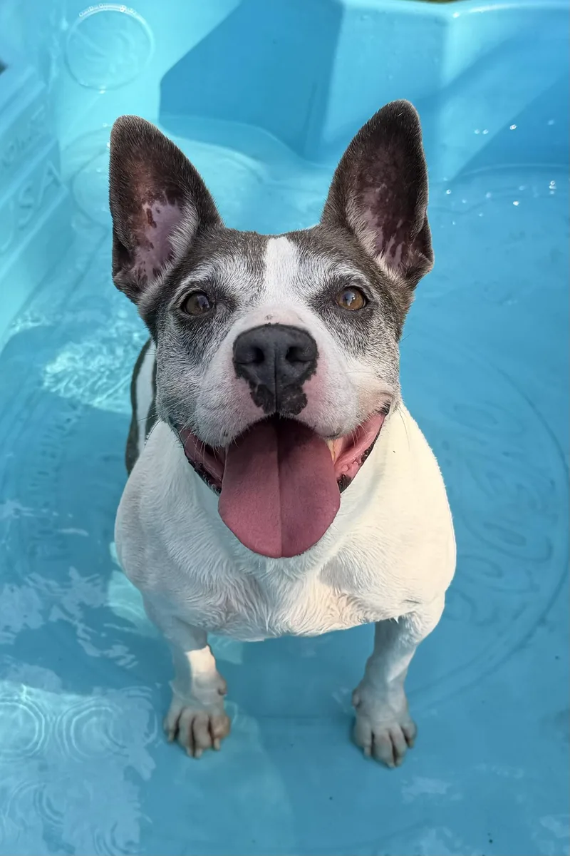 An adult medium-sized female Pit Bull Terrier dog named Stormy for adoption in Plant City, FL