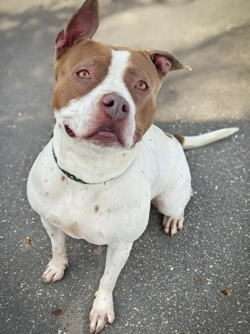 An adult large-sized female White / Cream American Staffordshire Terrier dog named Luna Rose for adoption in Crown Point, IN