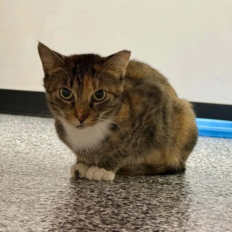 A young medium-sized female Domestic Short Hair cat named Mazie for adoption in Ponte Vedra Beach, FL