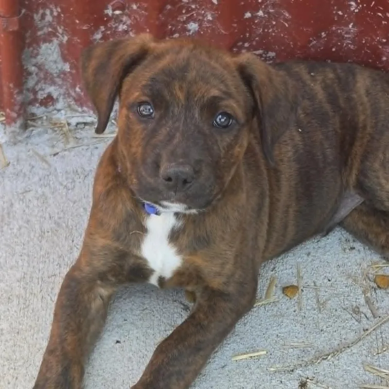 A baby large-sized male Brindle German Shepherd Dog dog named Axl Rose for adoption in Olathe, KS